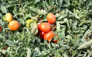 Фоккер F1 / Fokker F1