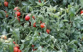 Ред Скай F1 / Red Sky F1