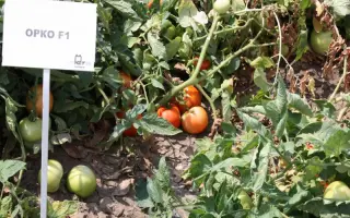 Орко F1 / Orco F1