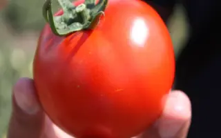 Платинум F1 / Platinium F1