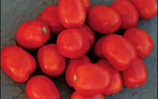 Фоккер F1 / Fokker F1