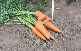 Ред Кор / Red Core