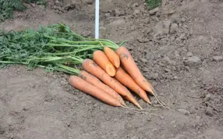 Колтан F1 / Coltan F1