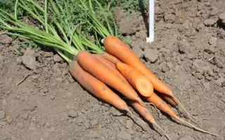 Сиркана F1 / Sirkana F1