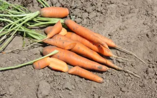 Элеганс F1 / Elegance F1