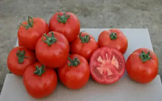 Астона F1 / Astona F1