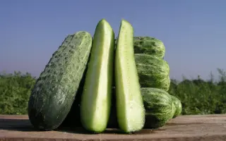 Делпина F1 / Delpina F1