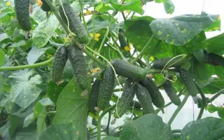 Афина F1 / Aphina F1