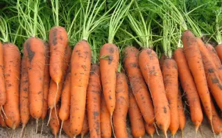 Лагуна F1 / Laguna F1