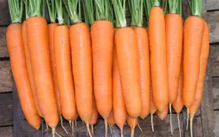 Элеганс F1 / Elegance F1