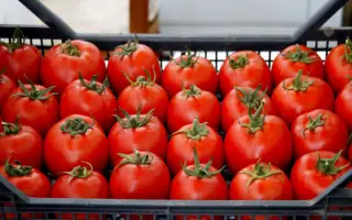 Платинум F1 / Platinium F1