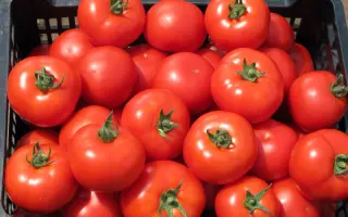 Аксай F1 / Aksay F1