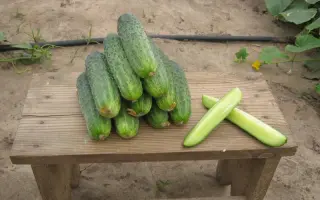 Аякс F1 / Ajax F1