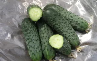 Сатина F1 / Satina F1