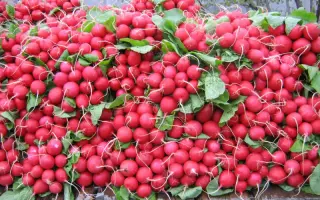 Дабел F1 / Dabel F1