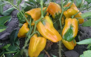 Джемини F1 / Gemini F1