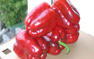 Клаудио F1 / Claudio F1