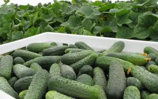 Спарта F1 / Sparta F1