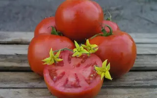 Орко F1 / Orco F1