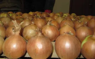 Универсо F1 / Universo F1