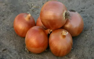 Пандеро F1 / Pandero F1