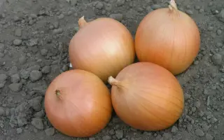 Сабросо F1 / Sabroso F1