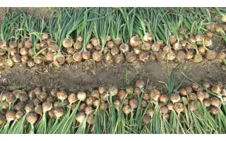 Валеро F1 / Valero F1