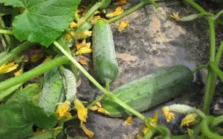 Гектор F1 / Hektor F1