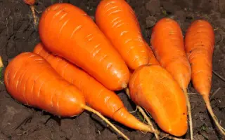 Ред Кор / Red Core