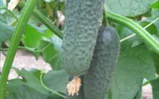 Акилина F1 / Akilina F1