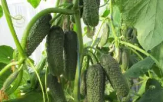 Сирин F1 / Sirin F1 (Немо F1 / Nemo F1)