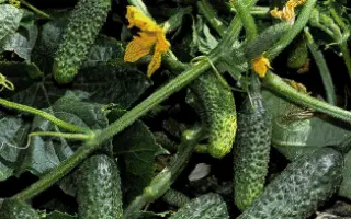 Вертина F1 / Vertina F1