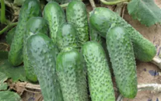 Платина F1 / Platina F1