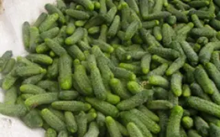 Джустина F1 / Justina F1