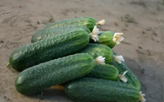 Циркон F1 / Zircon F1