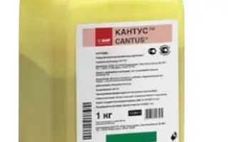 Кантус / Cantus