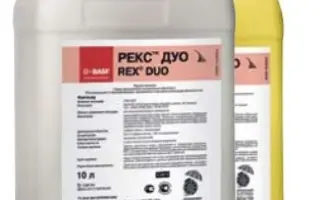 Рекс Дуо / Rex Duo