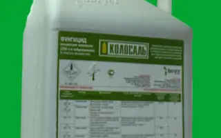 Колосаль