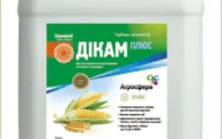 Дикам Плюс