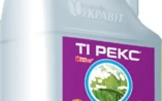 Ти Рекс