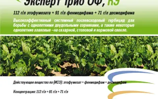 Эксперт Трио