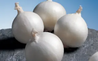 Гледстоун  F1 / Gladstone F1