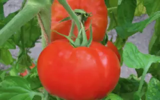 Полонез F1 / Polonais F1