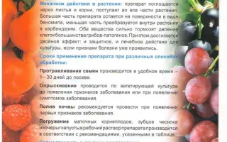 Фундазол, СП (500г/кг)