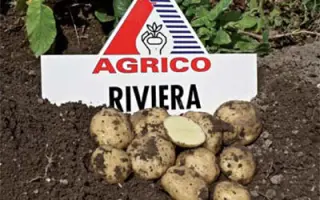 Ривьера / Riviera