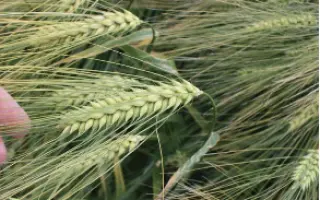 Герлах / Gerlach