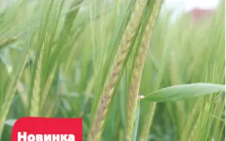Бойос / Bojos