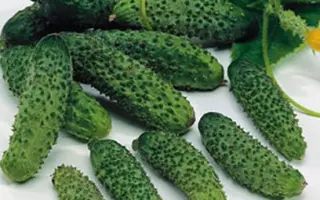 Эколь F1 / Ecol F1