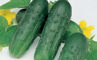 Октопус F1 / Octopus F1