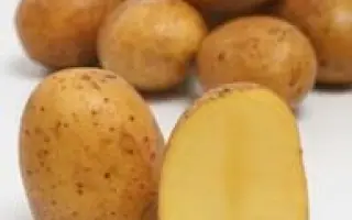 АННУШКА / ANUSCHKA